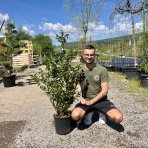 Hrab obyčajný (Carpinus betulus) - výška 130-150 cm, kont. C10L - VIACKMENNÝ